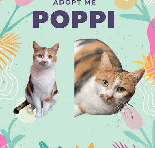 Photo of Poppi - an adorable purring sweetheart