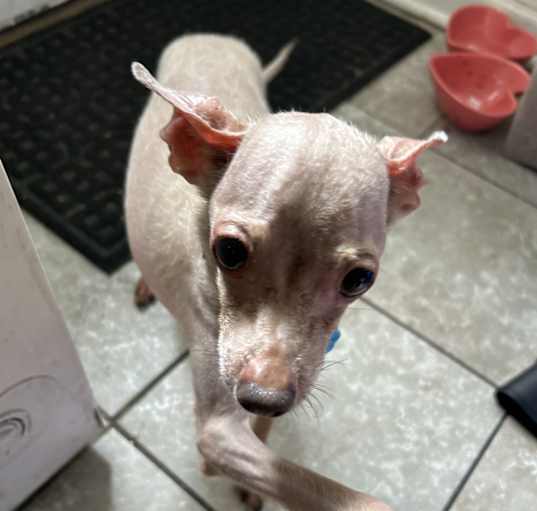 Photo of Gizmo