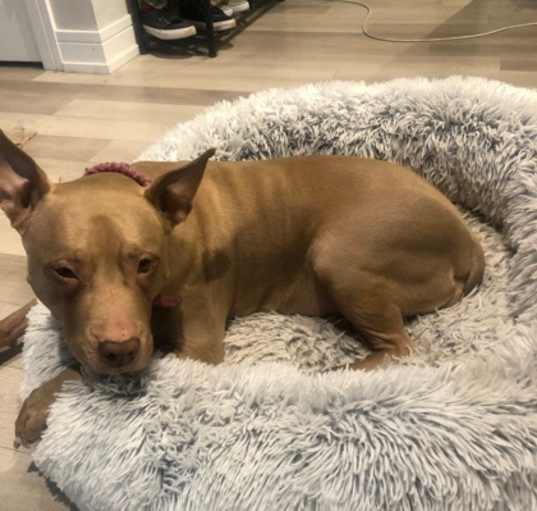 Photo of Peach