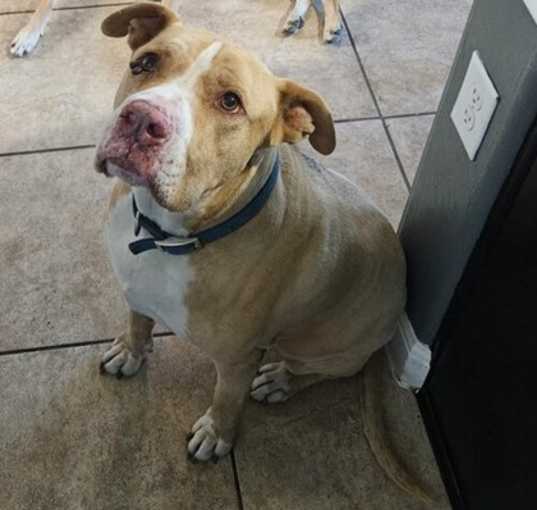 Photo of Hank