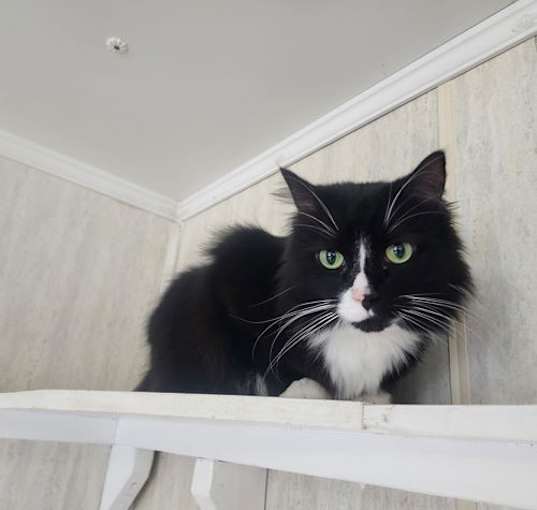 Photo of Jinx