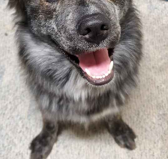 Photo of Odin