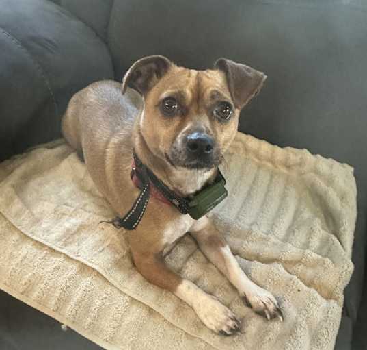 Photo of Sadie