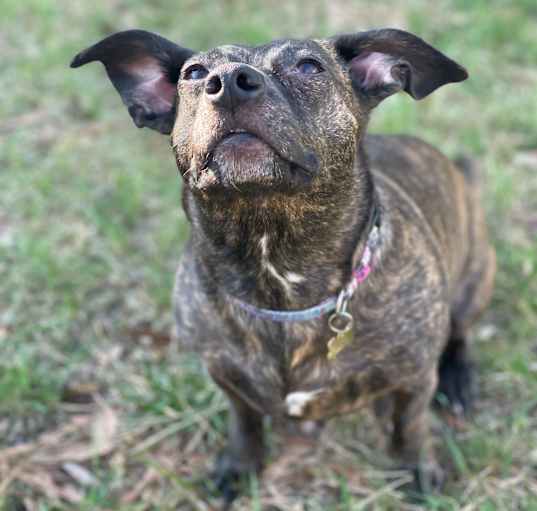 Photo of Penny