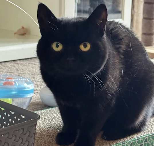 Photo of Cora