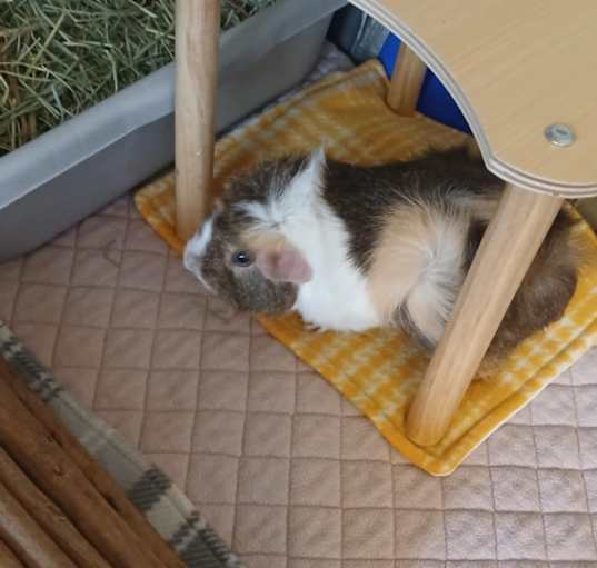 Photo of Raspberry