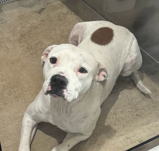 Photo of RUFUS