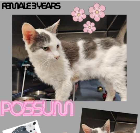 Photo of Possum