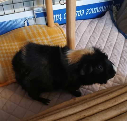 Photo of Blueberry