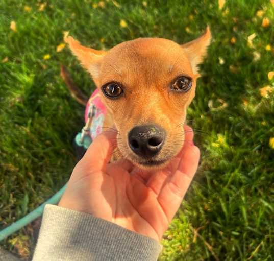 Photo of Finley