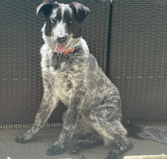 Photo of Juniper