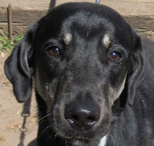 Photo of Teddy