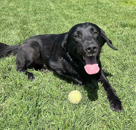 Photo of Rico