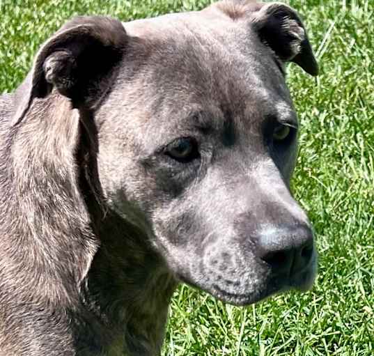 Photo of Sarge
