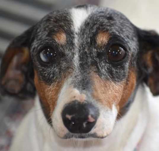 Photo of Maggie in TN