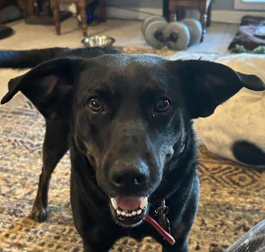 Photo of Kali