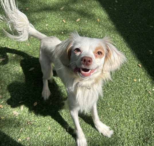 Photo of Lolli