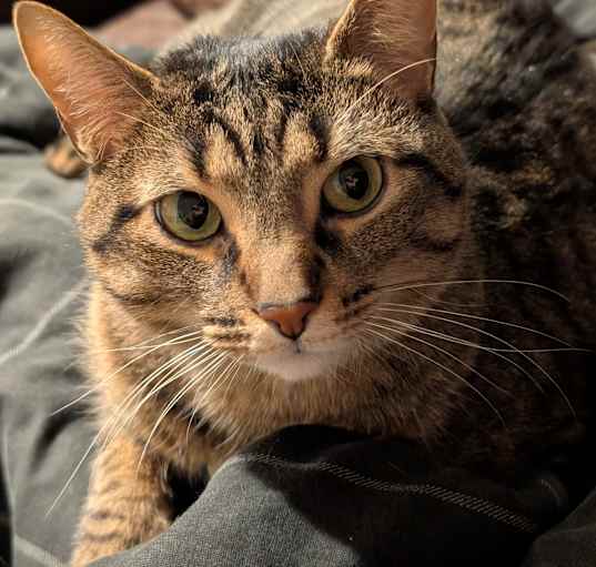 Photo of Willow