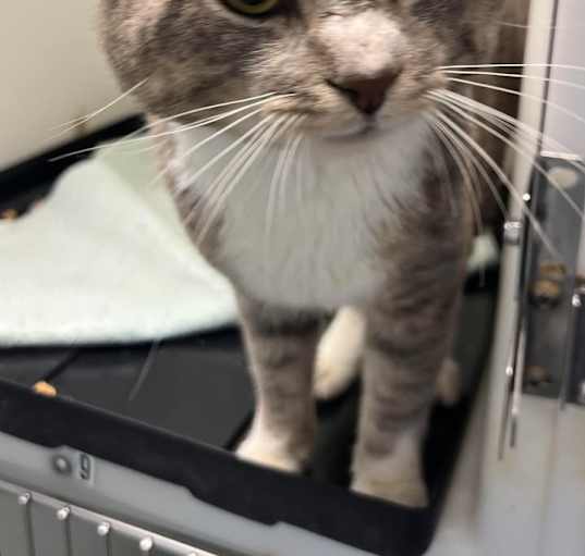 Photo of Sundae
