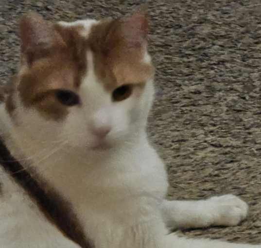 Photo of Luffy