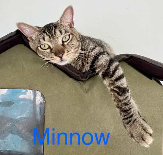 Photo of Minnow (Tipsy Tabby)
