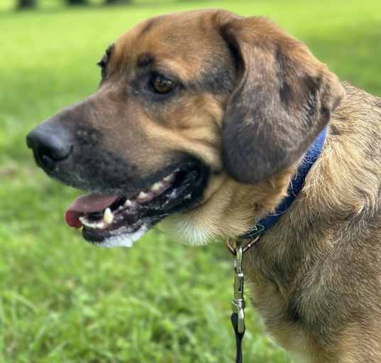 Photo of Koda