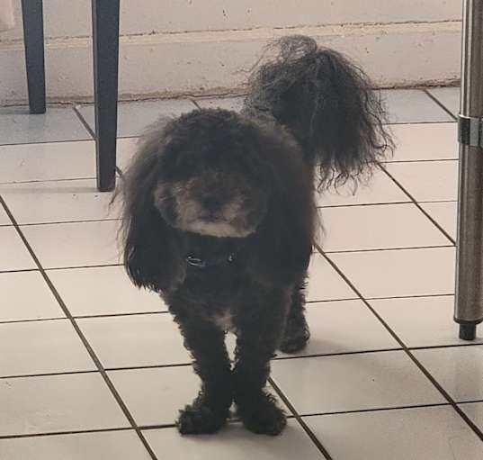 Photo of Bear