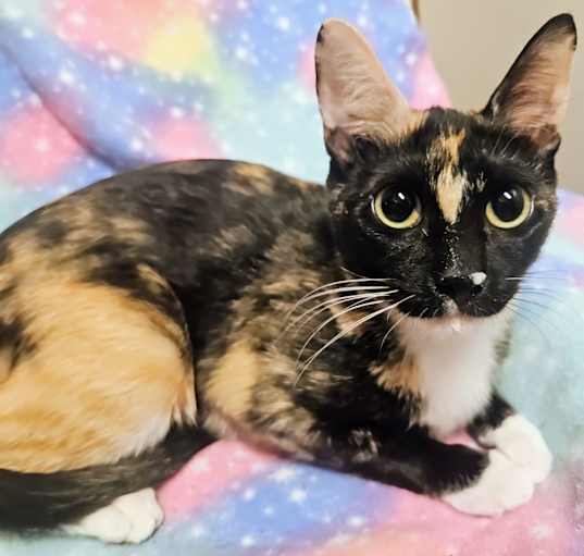 Photo of Jupiter- RC PetSmart