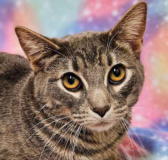Photo of Tiger - RC PetSmart