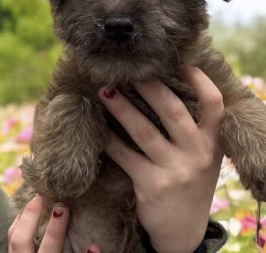 Photo of Shaggy