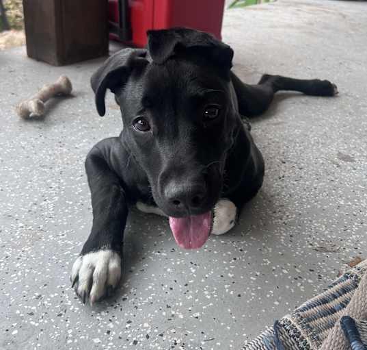 Photo of Louie