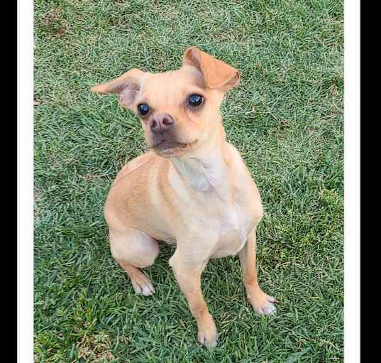 Photo of PUMPKIN
