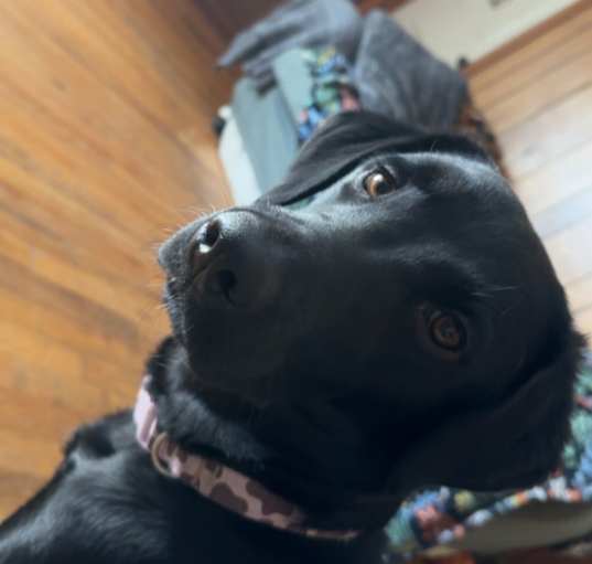 Photo of Star