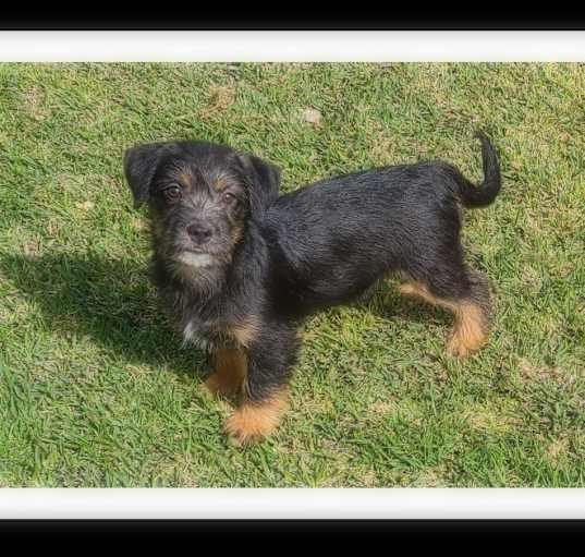 Photo of TESS