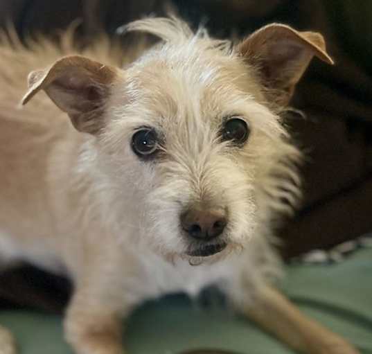 Photo of Peanut