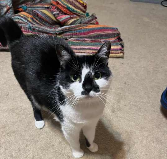 Photo of Penny