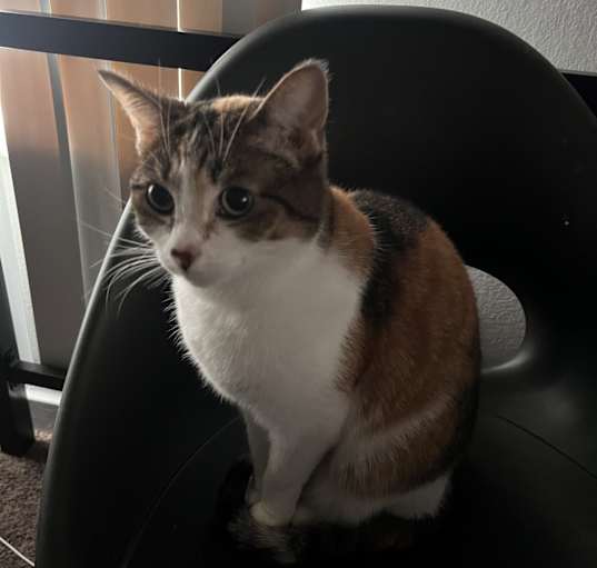 Photo of Blossom