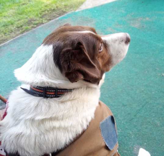 Photo of Dipper-Do