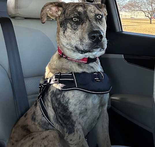 Photo of Harvey