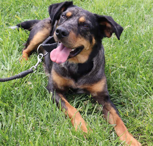 Photo of SHERLOCK