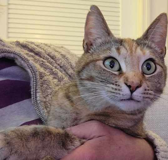 Photo of Gracie