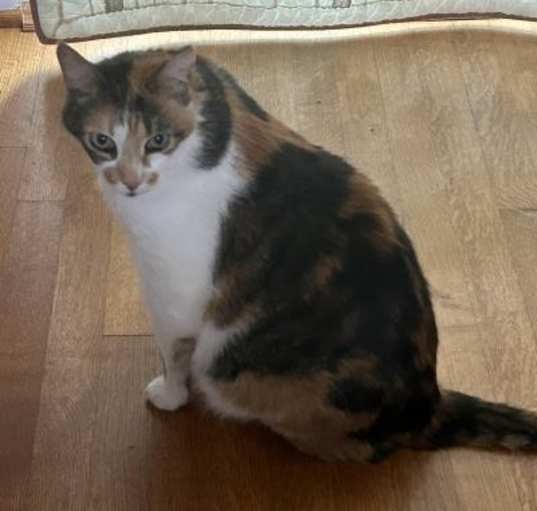 Photo of Calidonia