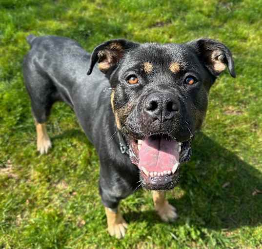Photo of Lucky