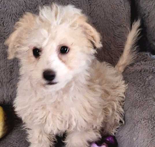 Photo of Remo