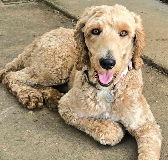 Photo of Charlie