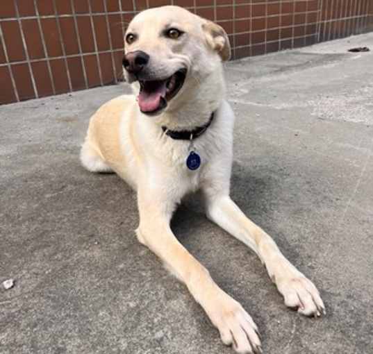 Photo of Buttermilk