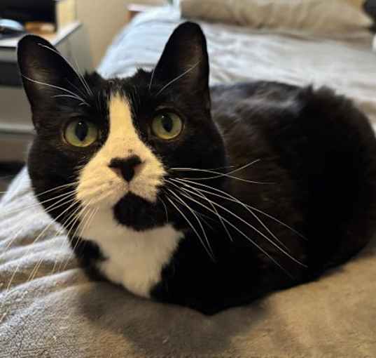 Photo of Tazzie