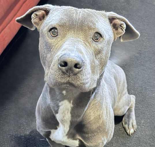 Photo of Oscar