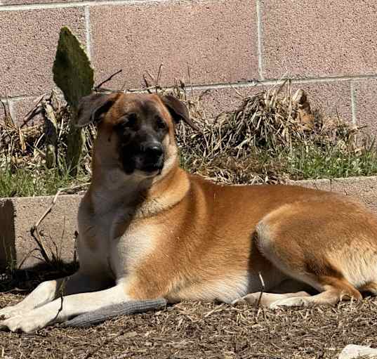 Photo of Bella