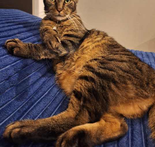 Photo of Harley